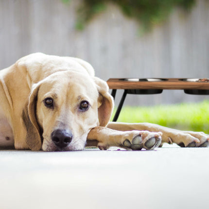 TASSORA - Raised XL dog bowl made from acacia wood